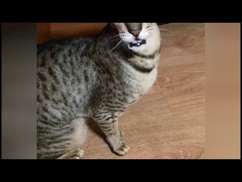 Oriental Shorthair Cat has a Funny Meow || ViralHog