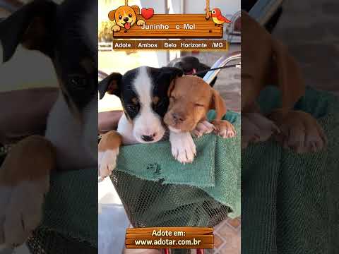 Vídeo de Juninho e Mel