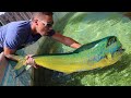 JAWS VS Mahi Mahi Pond Battle In Aquarium