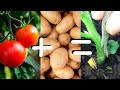 Grafting Tomato onto Potato Rootstock - How Easy Is It?