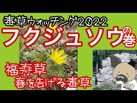春の福寿草の小花 植物