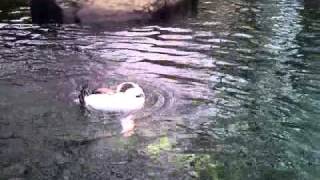 Ein Pinguin dreht durch :D