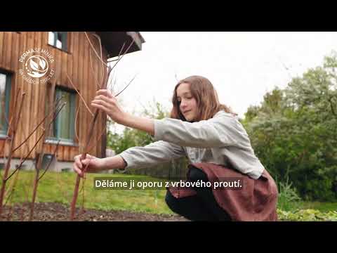 Velmi raný hrášek Norli si zamilujete