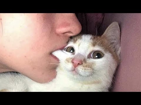 Why you must not eat cats? - YouTube