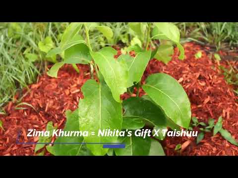 Ukraine HYBRID Persimmons - Dar Sofiyivky, Pamyati Chernyaeva, Pervitska, & others -- 2023 UPDATE