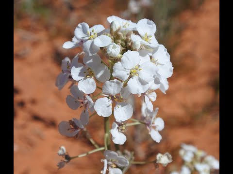 Native Plants of Coronado Historic Site - Spectacle Pod