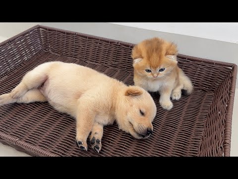 YouTube 썸네일