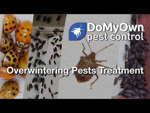  How to Get Rid of Overwintering Pests Video 