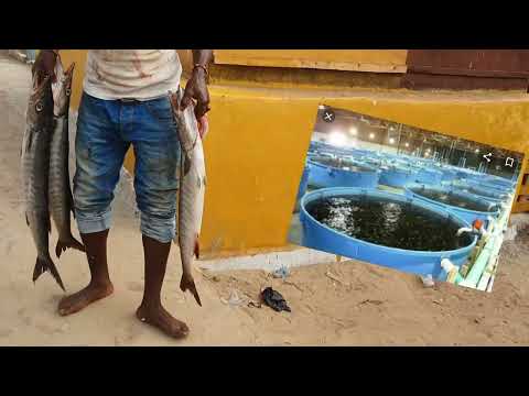 Why? Leoneans not allowed fish Farming in Sierra Leone BECAUSE IT.....