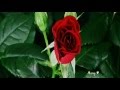 FIORE ღ¸.•°* Biagio Antonacci 