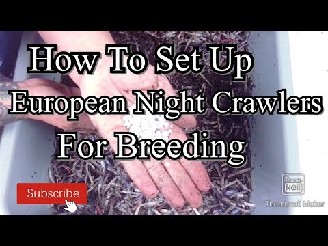 Setting European Night-crawlers #wormcomposting