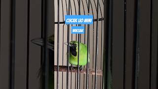 Download lagu Suara Cucak Ijo mini gacor ngeriwik kasar jomin cimin pancingan mp3 Download lagu Suara Cucak Ijo mini gacor ngeriwik kasar jomin cimin pancingan mp3