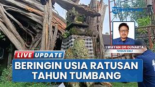 Beringin 300 Tahun Tumbang Diterpa Angin Kencang di Bali, Timpa Restoran hingga Minimarket