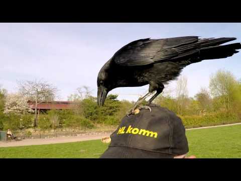 Warum Rabenväter einen Dickschädel brauchen / Why raven fathers need a thick skull