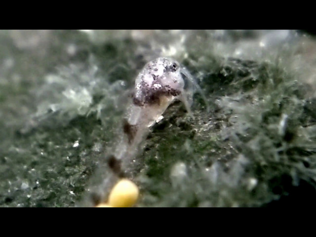 Filhotes de Coridora anã (Corydora hastatus