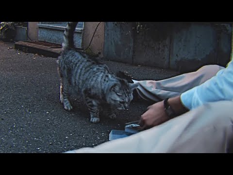 Turns out cats are savage at Durak. 🐾 | Ilias Karamichailidis 