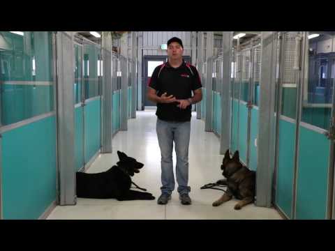 download lagu mp3 mp4 Dog School Melbourne, download lagu Dog School Melbourne gratis, unduh video klip Dog School Melbourne