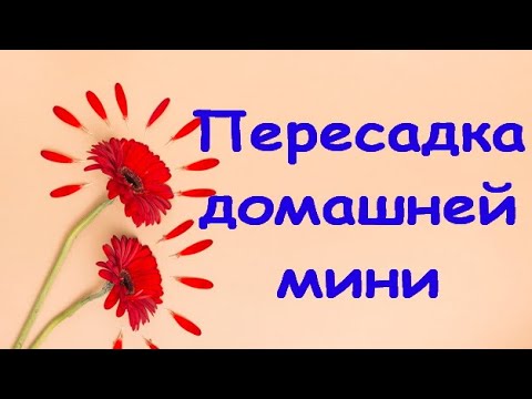 ПЕРЕСАДКА домашней ОРХИДЕИ мини+СОСТОЯНИЕ через МЕСЯЦ и 4 дня.