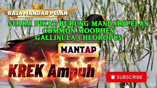Download lagu KREK AMPUH - SUARA PIKAT BURUNG MANDAR PELAN COMMON MOORHEN GALLINULA CHLOROPUS mp3