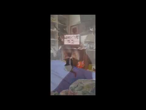 kitten sylvester 80 days, kid's songs.