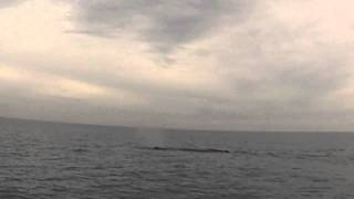 cachalot   (music danakil life )