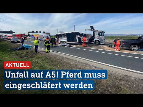 Pferd muss nach Unfall auf A5 eingeschläfert werden | hessenschau