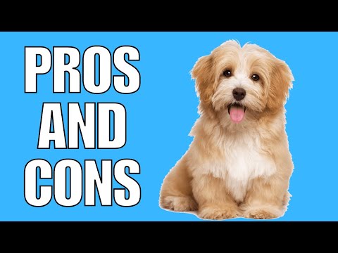 YouTube video about: Are havanese dogs hypoallergenic?