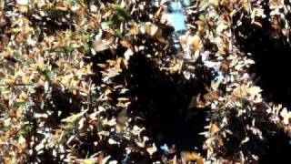 preview picture of video 'Monarch Butterflies (Mariposas Monarca) In Mexico at Cerro Pelon'