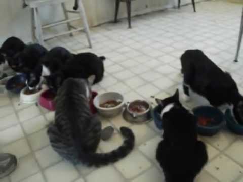 Young Manitoba Rescuer Saves 3 Dozen Cats, Needs Our Help