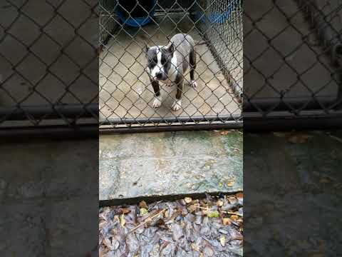 Shady @6 momths Casper (Poncho x Cookie) x Rasheeda