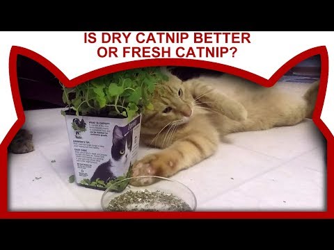 Do cats like FRESH or DRY catnip? Find out!