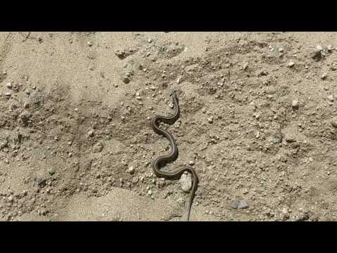 Coast Garter Snake