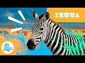 ZEBRAS Animals For Kids Episode 16