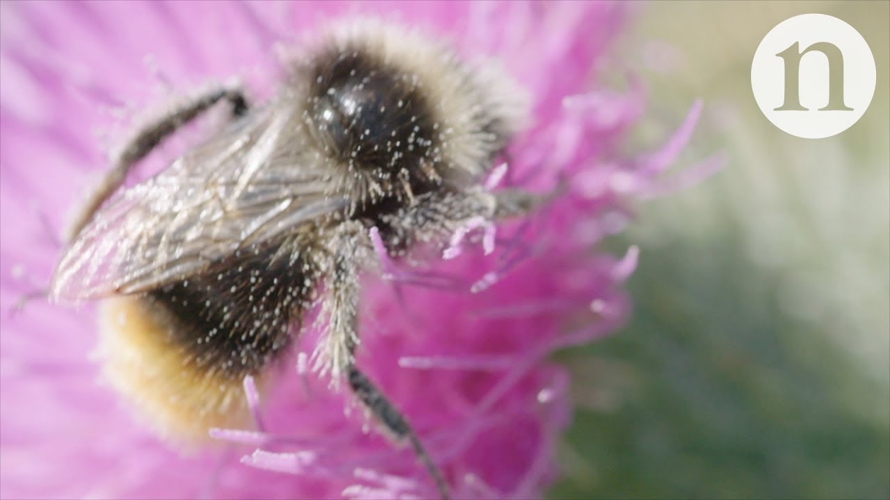 How to help pollinators in cities - YouTube