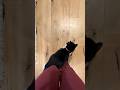 Walking With My Sweet Tuxedo Cat Agnes