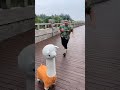 RoshanI Funny Video Shorts Chachiroshani