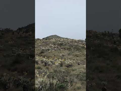 Paramo de San Cayetano, los Andes, Cundinamarca, Colombia 🇨🇴