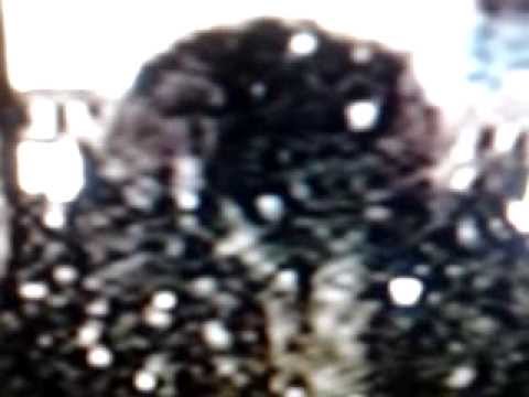 Reptilian Demon Shapeshifters : \(Deceivers\)