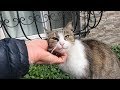 Grey White And Black Cat Meowing So Cute For Food And Love