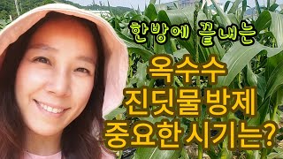 [옥수수재배]진딧물예방은 방제시기가 중요