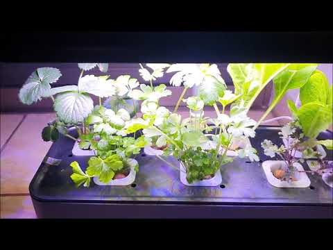 , title : 'מערכת הידרופונית ביתית לגידול 7 צמחים כולל תאורת לד'