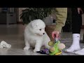 Samoyed dogs for sale: Alvin - Video 1