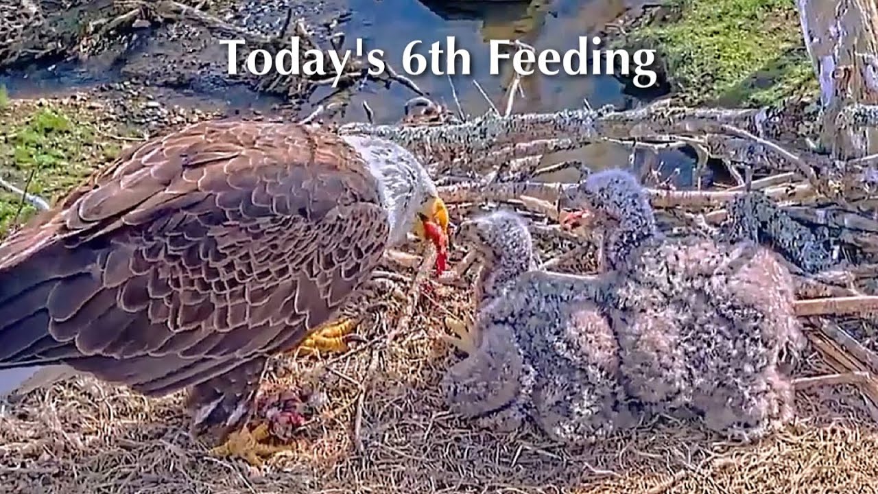 #171🦅BC28🐥27° & BC29🐥25°／Bluff City Bald Eagle Nest 2026／Frances💗Franklin ／ETSU/BTES Eagle Cameras