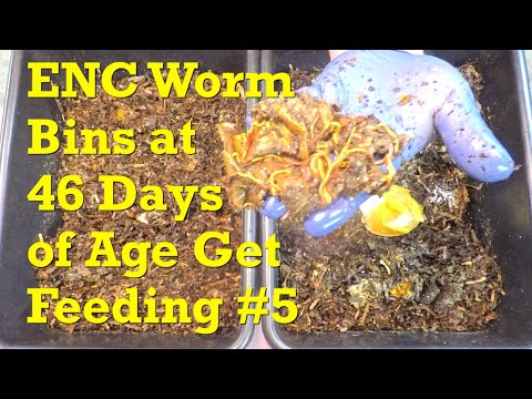 Corn cobs that came with Euros from their old home now 302 days in-progress - vermicompost