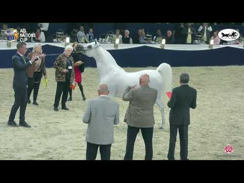 N 131 HARBI AL ADWAN   AACHEN 2022   38° All Nations Cup   Stallions 4 6 Years Old Class 10