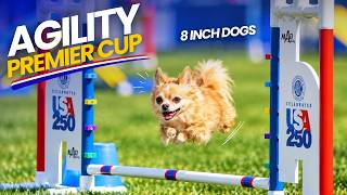 Anjing Kecil Berlaga di AKC Agility Premier Cup 2026: Pelajaran dari Kelas 8 Inci