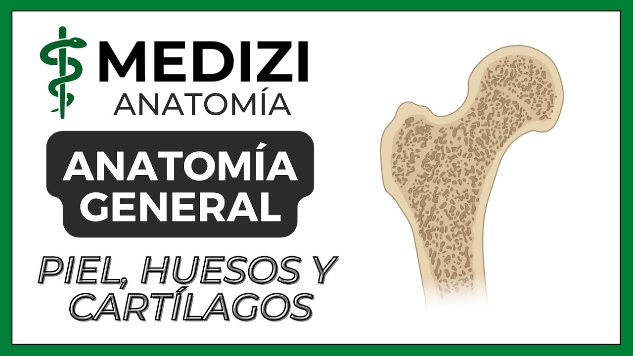Watch Anatomía General - Superficie, Hueso y Cartílago Now Anatomía General - Superficie, Hueso y Cartílago