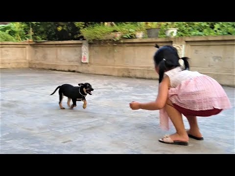 Black Tansu Dog in the Countryside - Play with Tansu dogs after a day of training Part 2