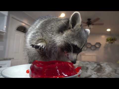 What happens when you give a raccoon Jell-O