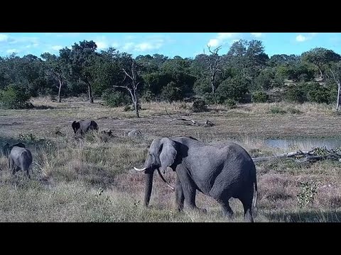 Djuma: Elephants-'Fang''s herd - 16:38 - 03/07/2022